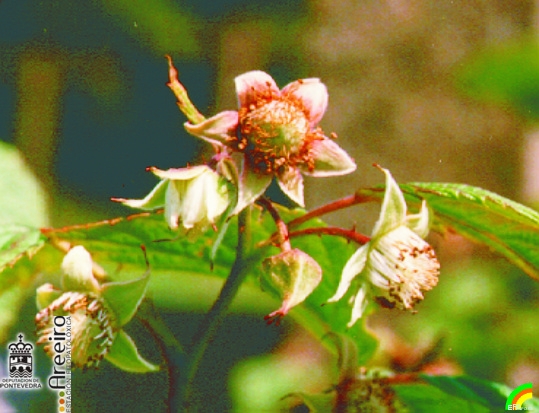 Frambuesa - Raspberry - Framboesa (Rubus idaeus L.) >> Frambuesa (Rubus idaeus L.) - Cuajado del Fruto.jpg